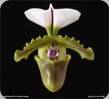 Paph. spicerianum Small Leaf